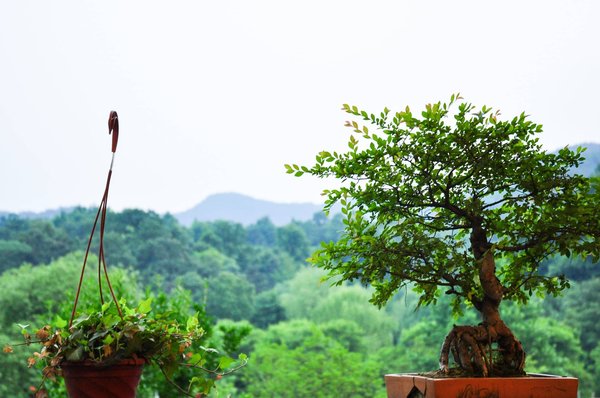 L'essence du calme : découverte des jardins zen miniatures